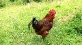 Dump rooster HD Footage