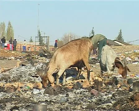 Dump site goats Stock Footage 11498981