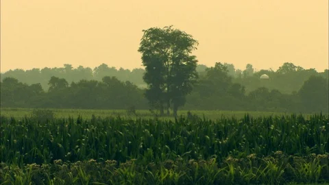 Dump truck drives through corn field on Pennsylvania farm during summer Stock Footage 86835231