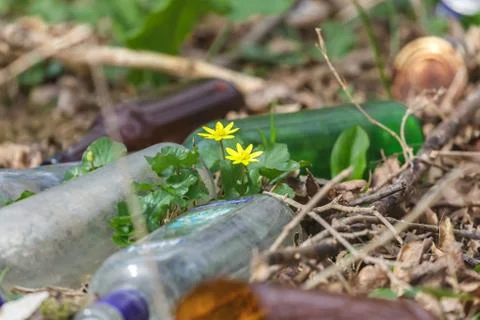 Dump in the woods Fotos Stock