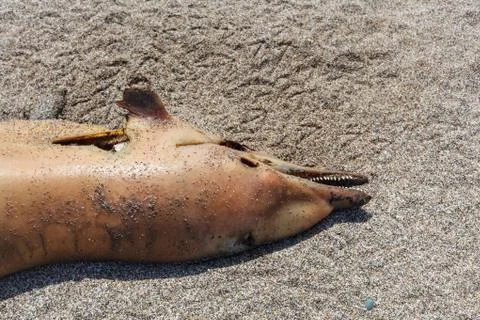 Dumped on the land  dolphin 库存照片