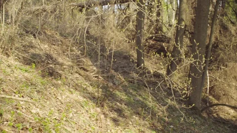 Dumped tree trunks 動画素材 107384483