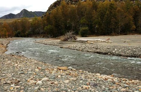 Dumped trunks of large trees lie on the rocky bank of a stormy mountain river Foto stock