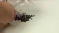 Dumping bag of surface mount components Video HD