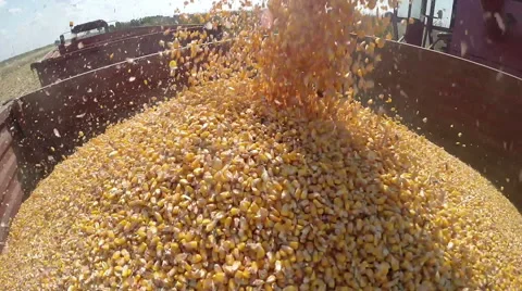 Dumping Corn Grains at Tractor Trailer After Harvest Stock Footage 68994812