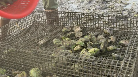 Dumping fresh oysters onto a mudflat Stock Footage 233207494