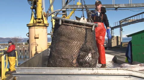 Dumping the Halibut Bucket 2 - 30p Stock Footage 1807796