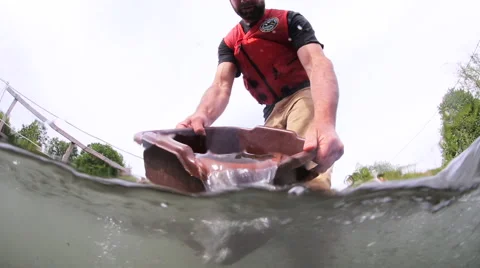 Dumping Salmon For Research Stock Footage 47290592