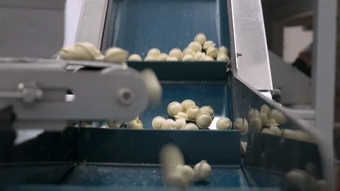 The dumplings conveyor line plant Stock Footage 128391653