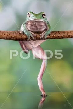 Photograph: Dumpy tree frog on a branch, Indonesia #151203267