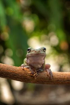 Dumpy tree frog on a branch, Indonesia Stock Photos
