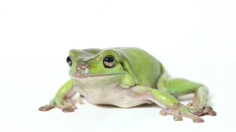 Dumpy tree frog or White's tree frog isolated on white background Stock Footage 221645990