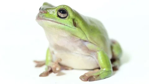 Dumpy tree frog or White's tree frog isolated on white background Stock Footage 221645996