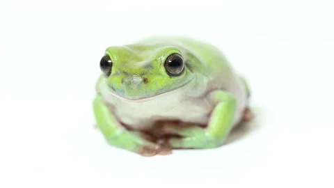 Dumpy tree frog or White's tree frog isolated on white background Stock Footage 221645997