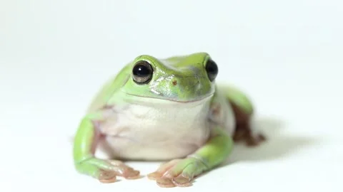 Dumpy tree frog or White's tree frog isolated on white background Stock Footage 221645998