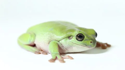 Dumpy tree frog or White's tree frog isolated on white background Stock Footage 221646000