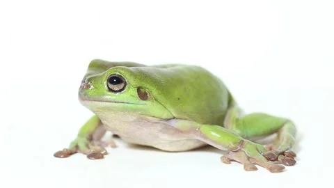 Dumpy tree frog or White's tree frog isolated on white background Stock Footage 221646001