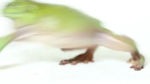 Dumpy tree frog or White's tree frog isolated on white background Stock Footage 221646002