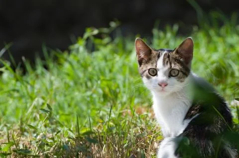 Dun Cat Watching in Grass Stock Photos
