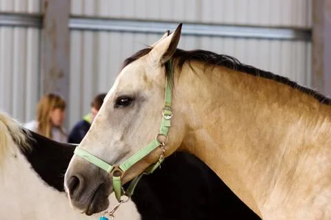 Dun horse learning to work without bridle on manege Foto stock
