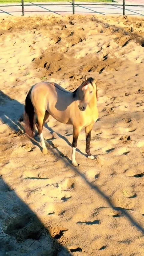 Dun Horse Standing in Sand Paddock at Sunset Vídeos de archivo 333600102