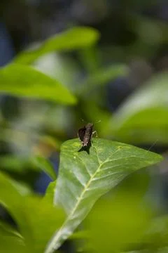 Dun Skipper on a Leaf Stock Photos