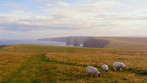 Duncansby Stacks at sunset, with three sheeps in the foreground grazing Stock Footage 97508140