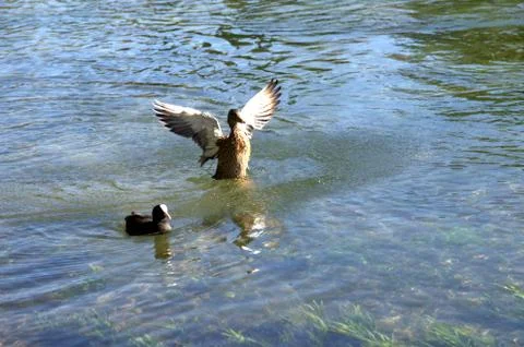 The duncing duck Stock Photos