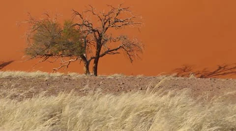 Dune 45 E.mp4 Stock Footage 22308552