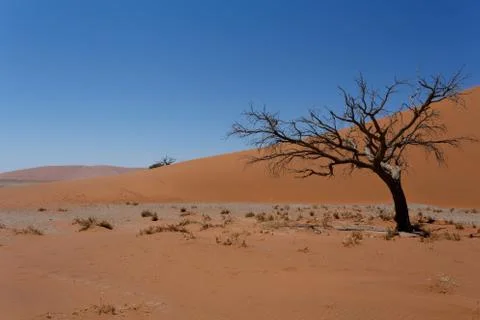 Dune 45 in sossusvlei Namibia with dead tree Stock Photos
