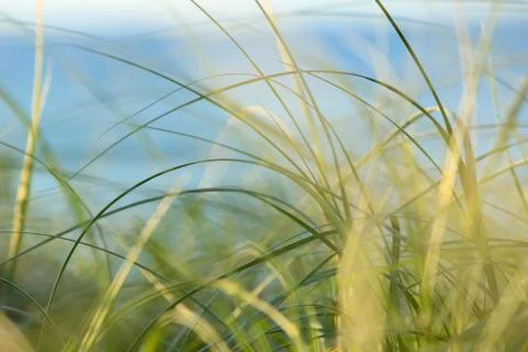 Dune and Grass Stock Photos