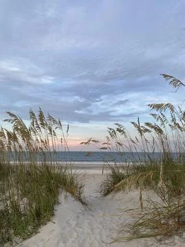 Dune and grass at sunset Stock Photos