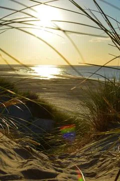 Dune with beach grass at sunset Stock Photos