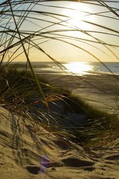 Dune with beach grass at sunset Stock Photos