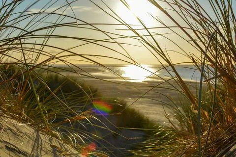 Dune with beach grass at sunset Foto stock