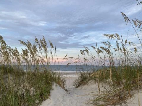 Dune beach grass sunset Stock Photos