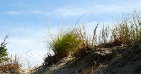 Dune covered with beach grasses blowing in the wind sandy sea shore Stock Footage 163486173