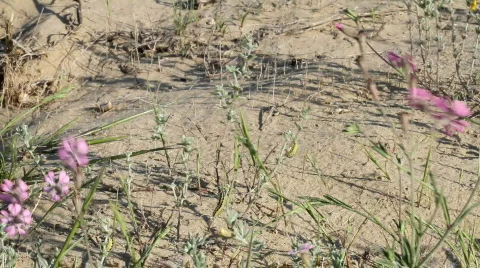 Dune flowers Stock Footage 720686