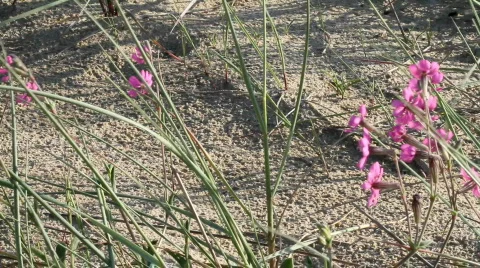 Dune Flowers Видео 720742