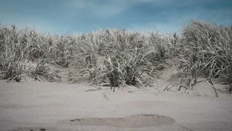 Dune Stock Footage 169672129