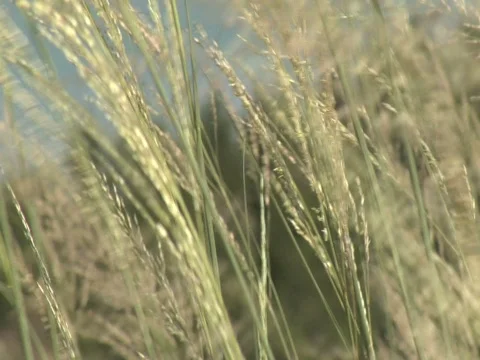 Dune Grass 03 Stock Footage 357072
