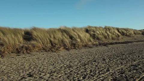 Dune grass and empty beach : footprints Stock Footage 73337123