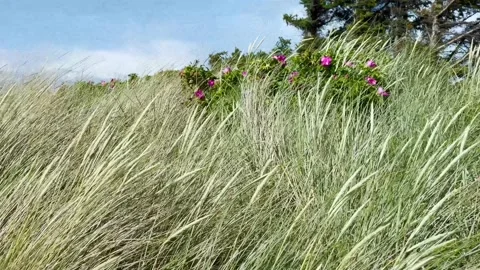 Dune grass and wild roses at Danish Baltic Sea beach Stock Footage 221768707