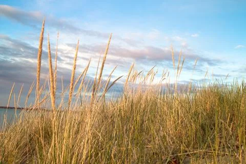 Dune Grass Beach Background Stock Photos
