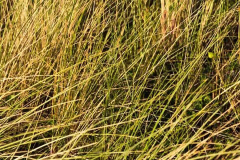 Dune grass at the beach during sunset Stock Photos