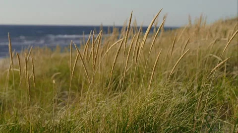 Dune Grass on Beach Vidéo 48865158
