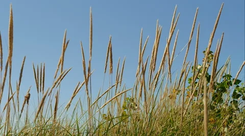 Dune Grass on Beach Stock Footage 48869348