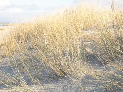 Dune grass on the beach Stock Photos