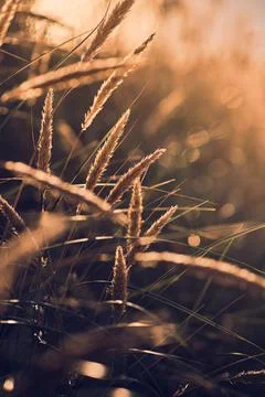 Dune Grass at the beach in sunset light Stock Photos