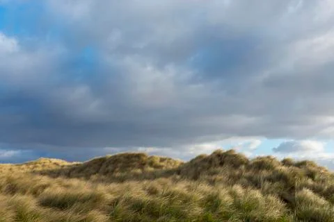 Dune grass blowing in the wind at the beach on a cloudy day in Bamburgh in Stock Photos